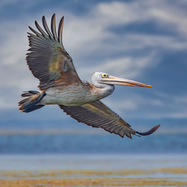 Spot Billed Pelican