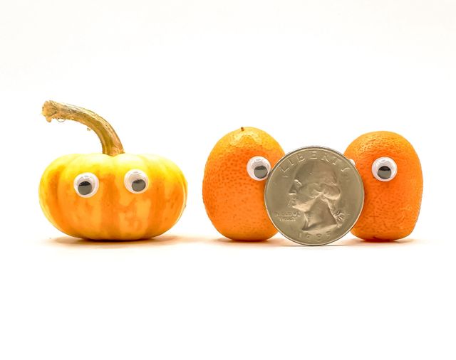 Pumpkin Shorter Than Two Quats Standing A Quarter
