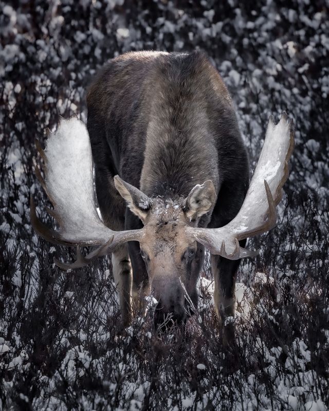 The Bull