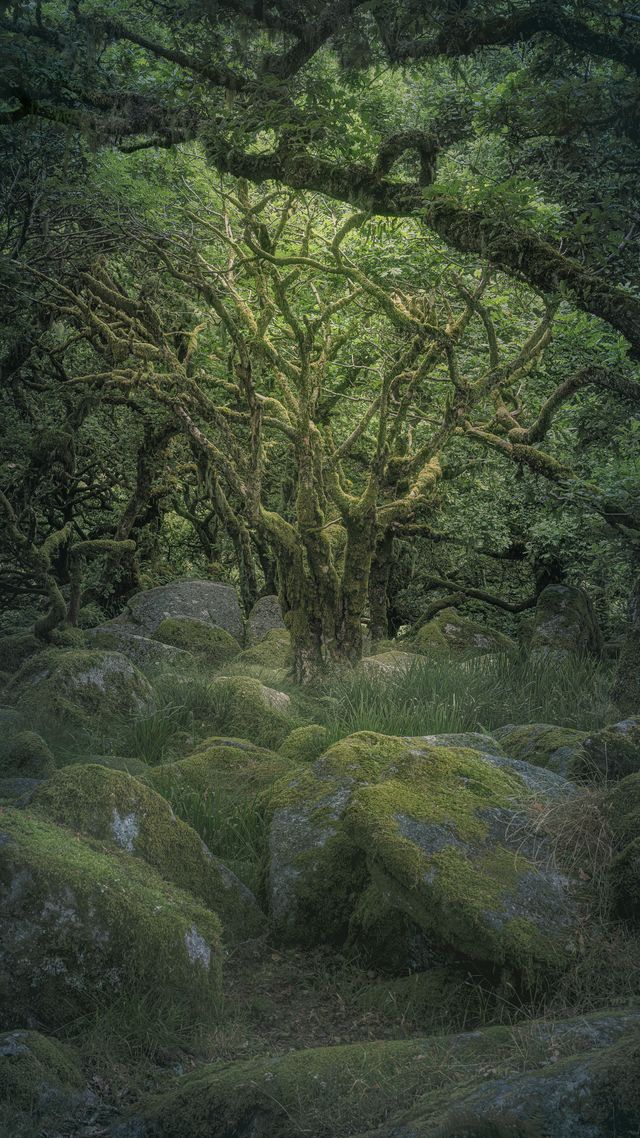 Darkmoor