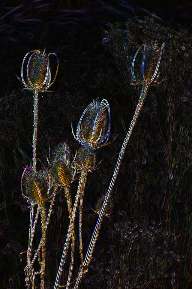Thistles - Lighten up after the dark