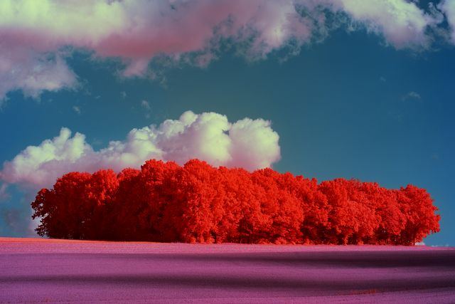 Childhood Grove