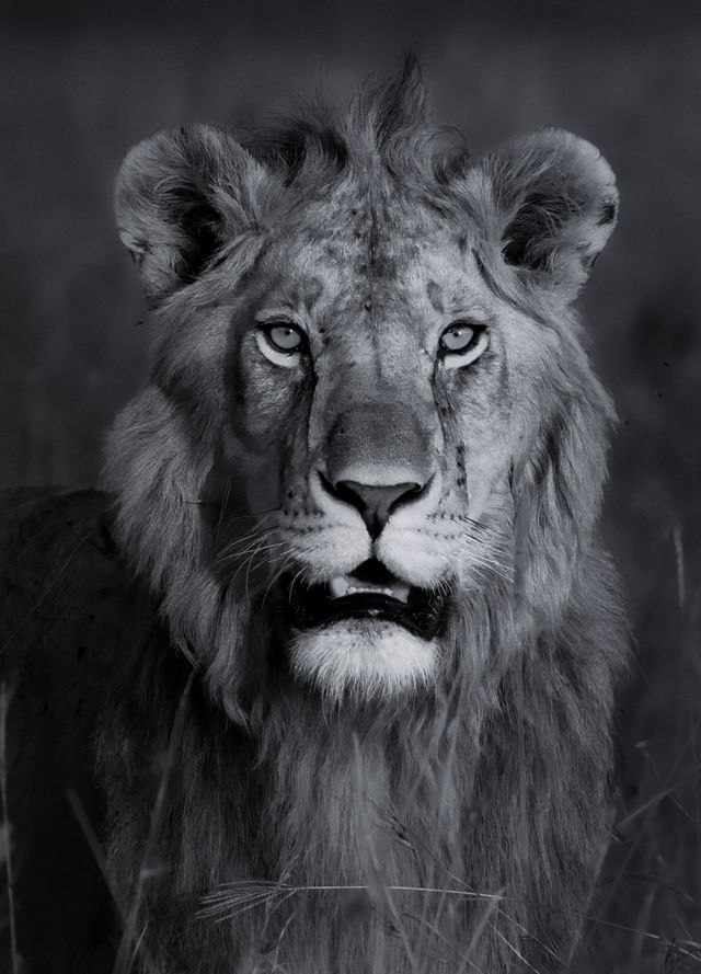 The Royal One