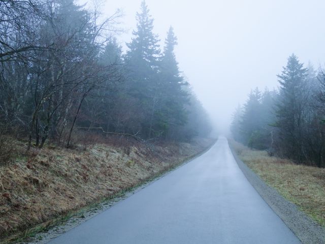 Foggy Spruce
