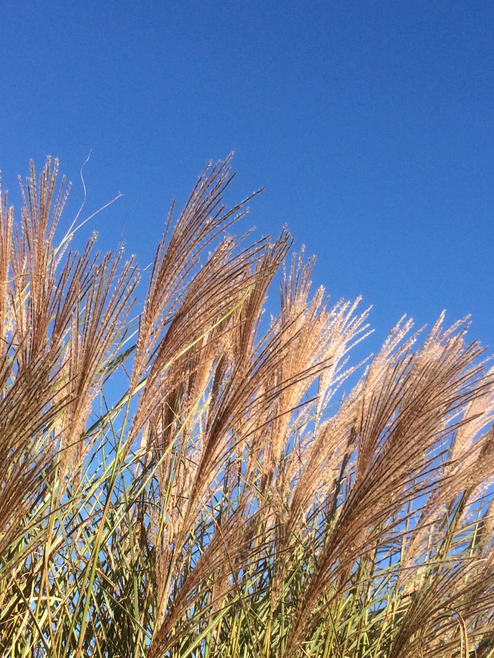 Autumn Maiden Grass