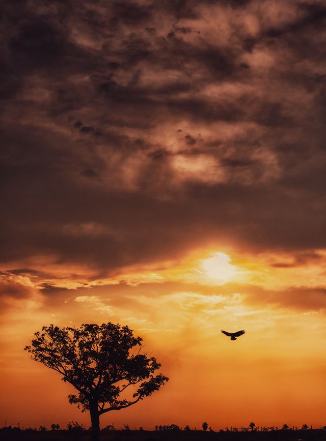 The Bird That Chased the Sun