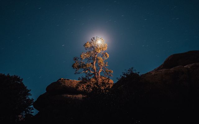 Wandering Moonbeam