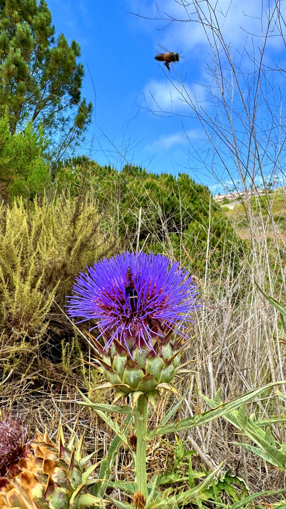 Where the Bee Knows the Way