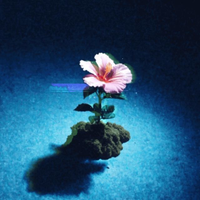 Flower004