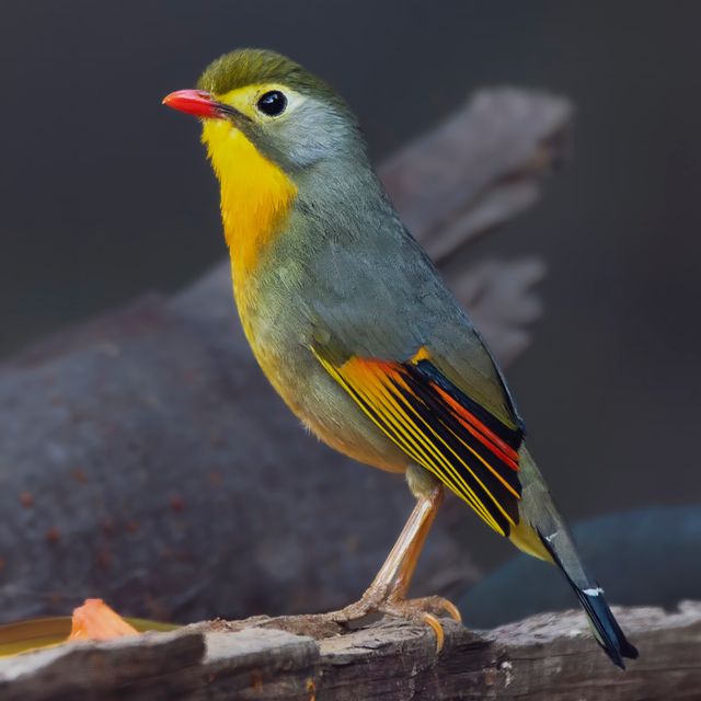 Red Billed Leiothrix