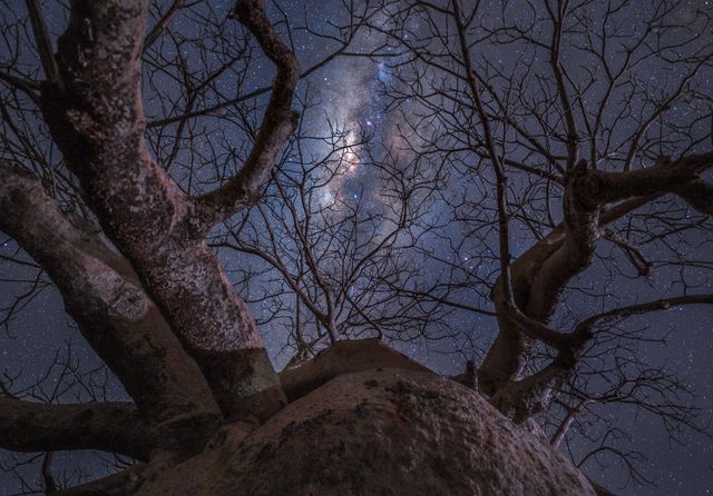 AstroTree