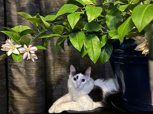 Blossoms