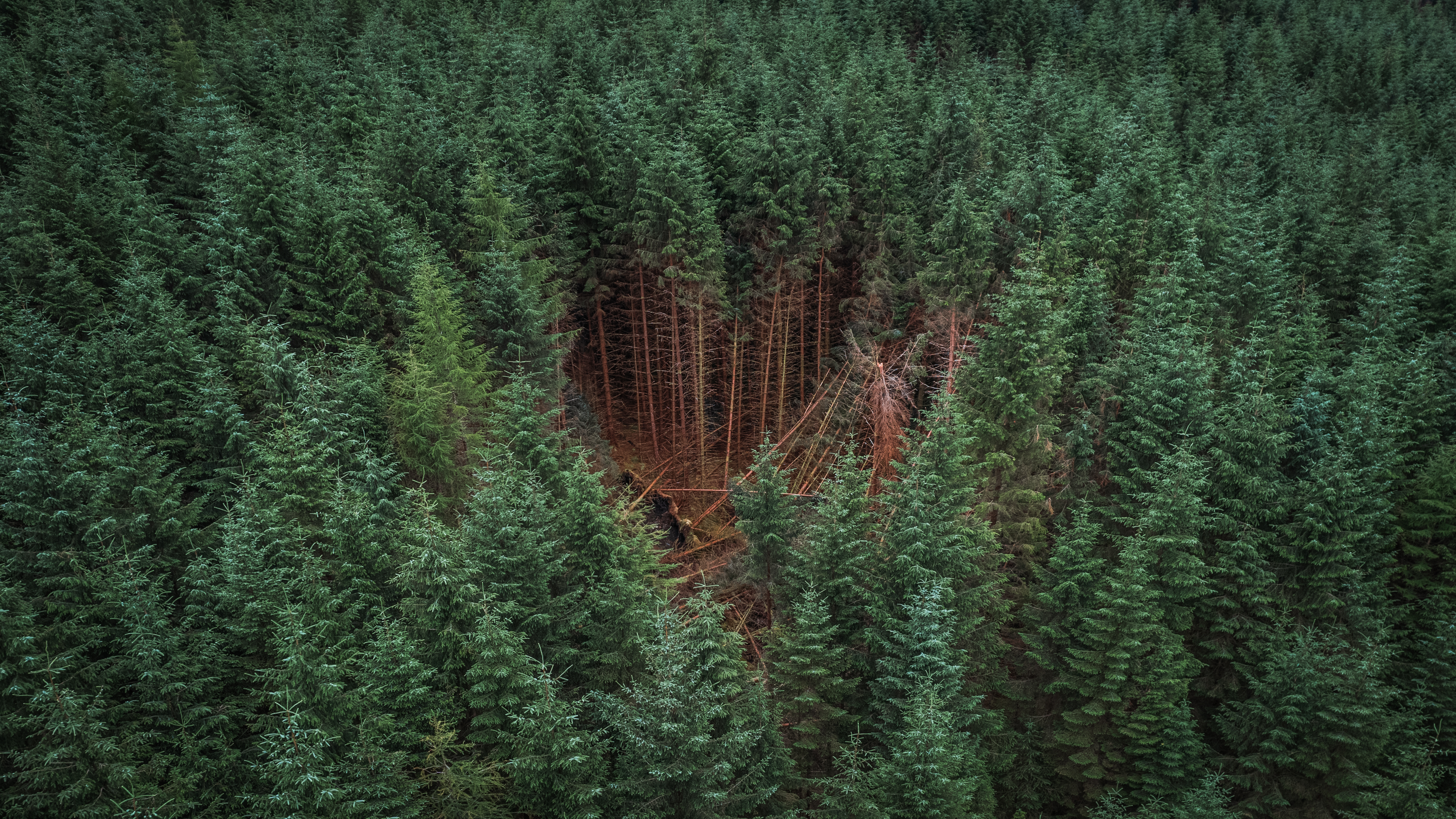 Destruction in the Heart of the Forest