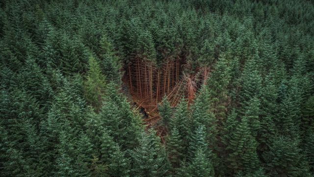 Destruction in the Heart of the Forest