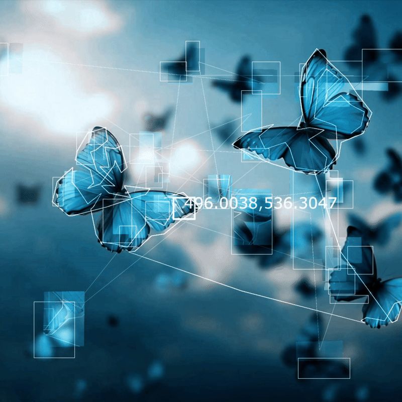 Wings Toward You