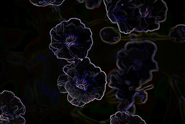 Gypsophila - Lighten up after the dark