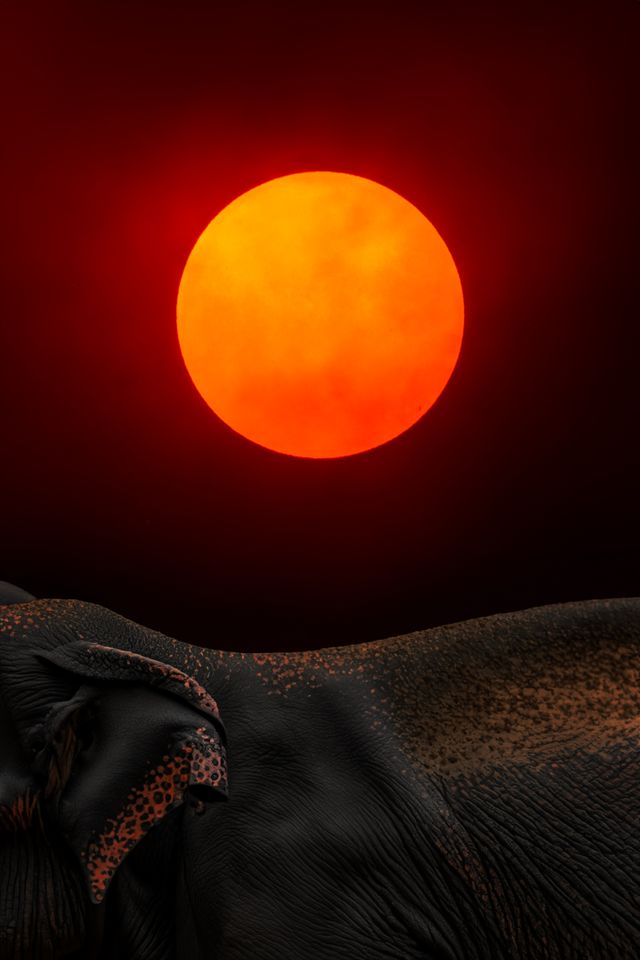 Sun Spotted