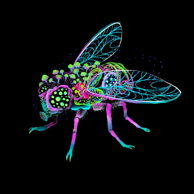 Shoomerdiz Fly