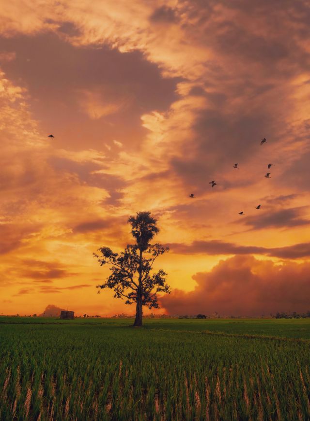 The Tree That Holds the Sunset