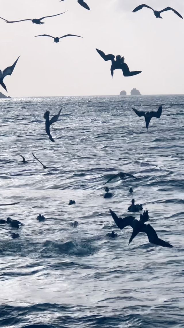 Dive Bombers