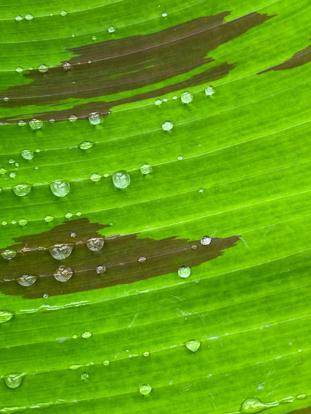 drops of hope