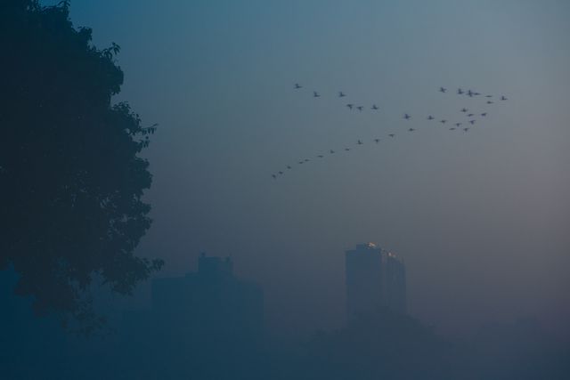 Wings Over a Sleeping City