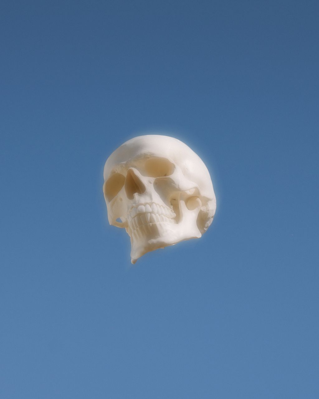 Bonehead