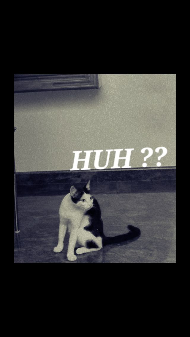 KAT KUNFUSED