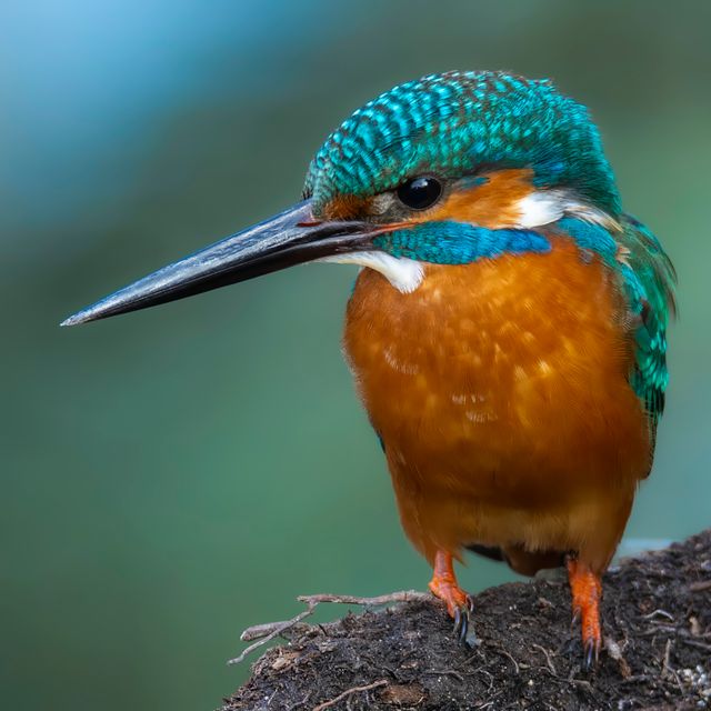Common Kingfisher