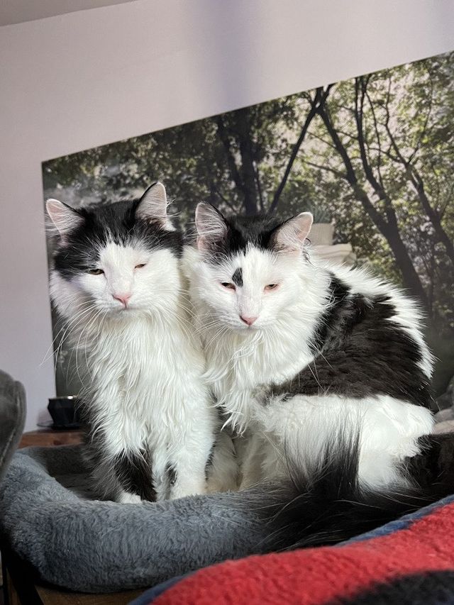 Bedheads