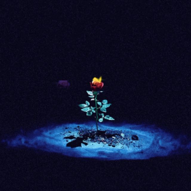 Flower007