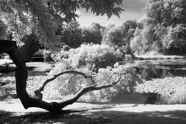 Whispers of Light – Pückler Park, Bad Muskau