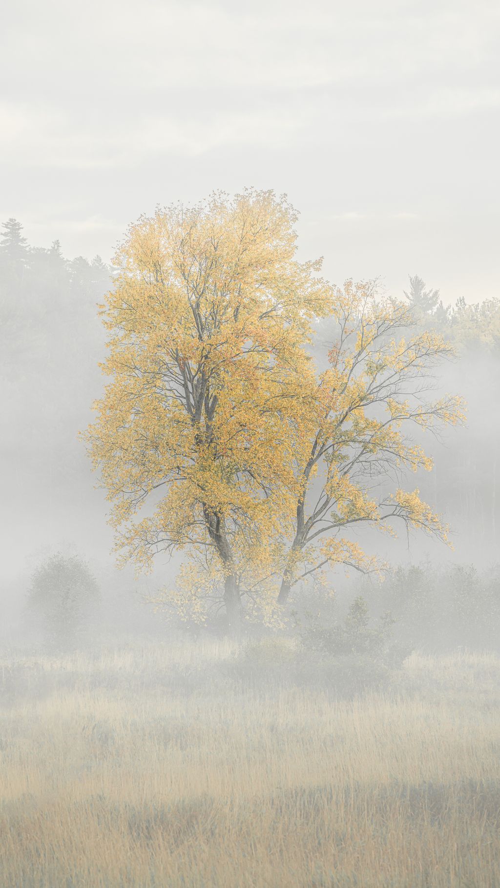 Light Through the Fog