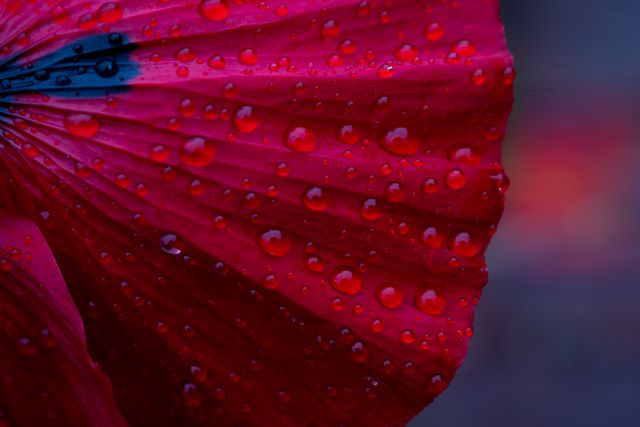 Petal Inferno