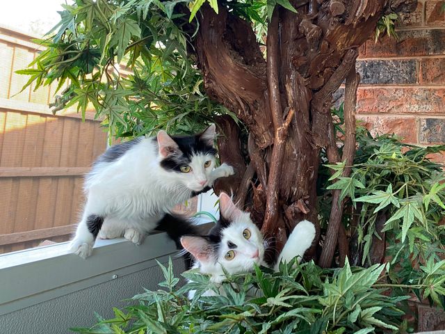 Troublemakers