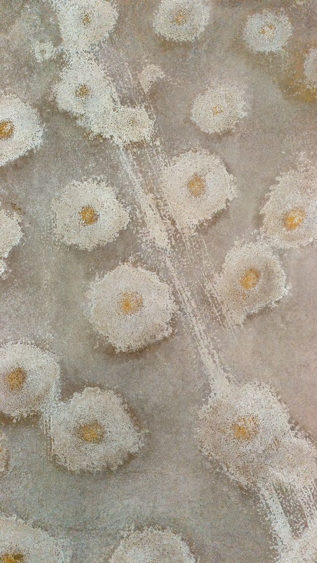 EggsorCapezzolos