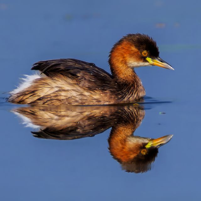 Little Grebe