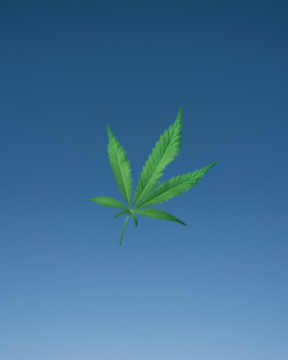 Weed