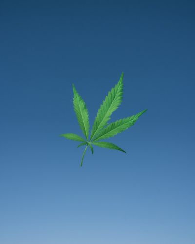 Weed
