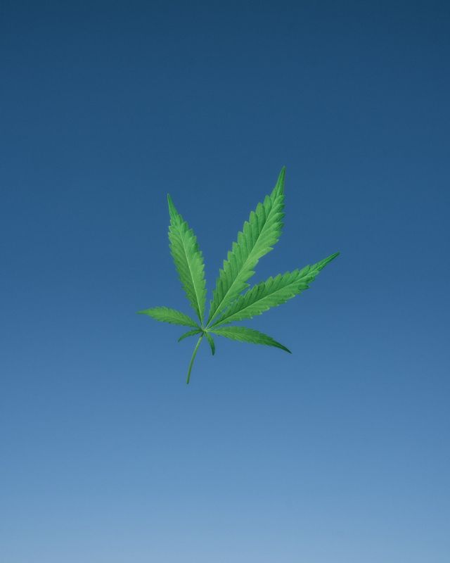 Weed