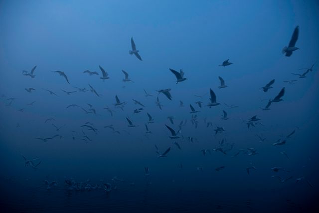 Ballet of Blue