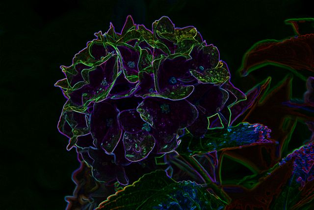 Hydrangea - Lighten up after the dark
