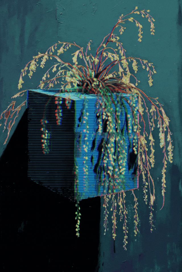Live Outside the Box 36- Garrya elliptica 