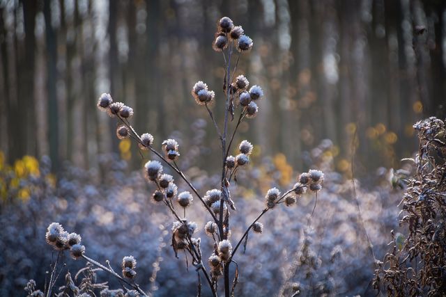 Winter Bokeh