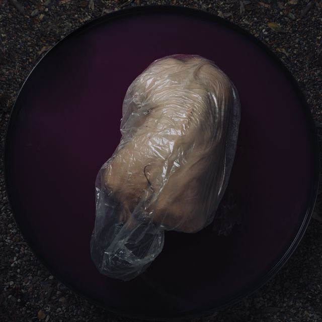 Preserved Beauty V