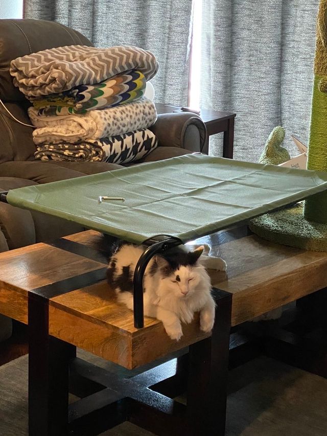 Chip Trying His Best