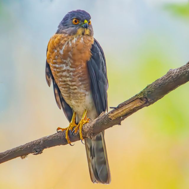 Besra Sparrowhawk