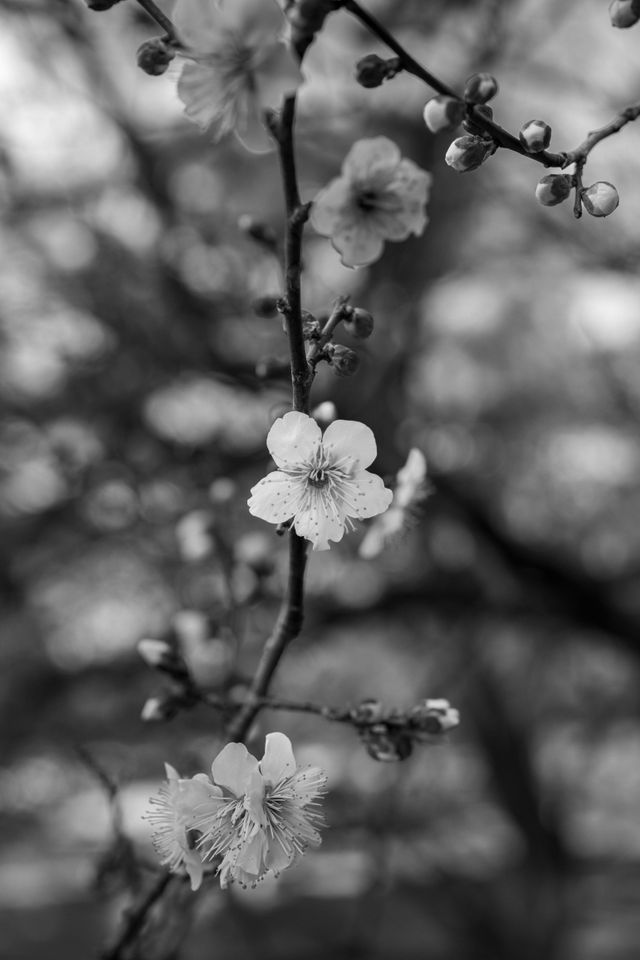 Blossoms