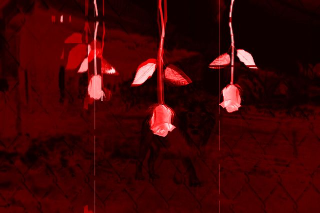 Hanging Garden