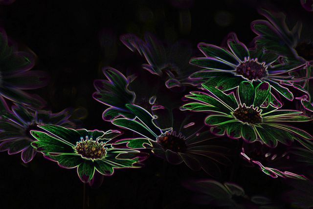 Spanish Daisies - Lighten up after the dark